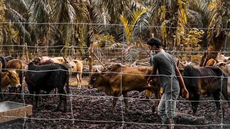 Can Qurban Meat Give to My Non-Muslim Friends?