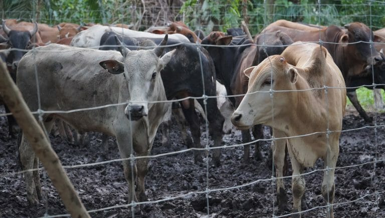 4 Choosing the best qurban animals