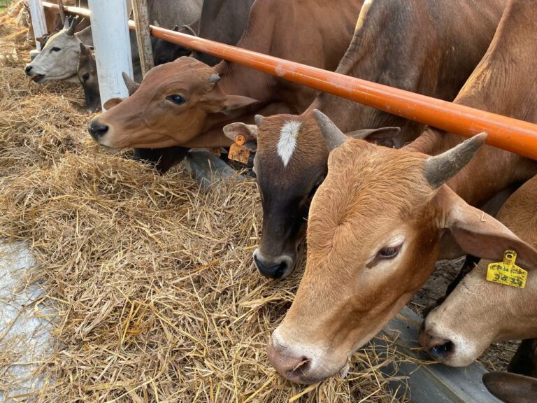 Inovasi Ibadah Korban, Perluas Manfaat Umat Global